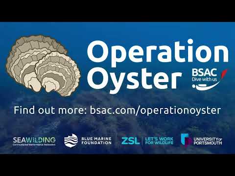 BSAC Operation Oyster update 2024