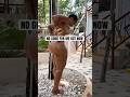 You Re No Good 4 Mi ️ Jhonniblaze Shorts Awdin Jamaica Share