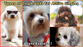Different Types of Dog Breeds for Active Singles | V265 | Dogs | Dog | Cute Dog | Puppy | Dog Breed