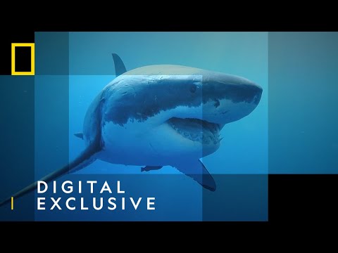 Powered By Sharks | Sharkfest | National Geographic Wild UK