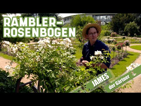 Einmal blühende Ramblerrosen richtig schneiden | James der Gärtner