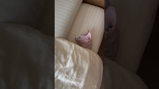 冷えてきたけどさww人の様に眠る猫アレクサンドラ【スフィンクス】