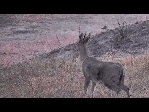 Djuma: Common Grey Duiker male - 06:21 - 08/15/18