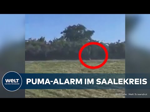 PUMA-ALARM IN SACHSEN-ANHALT: Polizei sucht Raubtier mit Hubschrauber – Warnung über Nina-App!