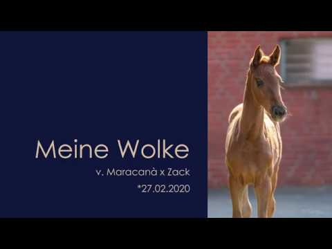 Meine Wolke – Stutfohlen von Maracaná x Zack