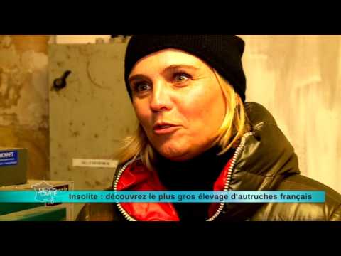 Unusual: discover the largest ostrich farm in France