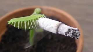 Carnivorous Plant Smoking a CIGARETTE (捕蠅草)
