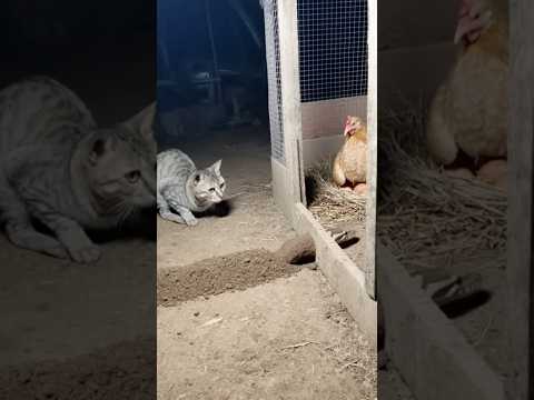 Will the guard cat stop the snake before it reaches the coop? 🐍🐱🔥🐔