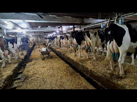 Old School Dairy Farming In A 91 Cow Tiestall Barn!!!