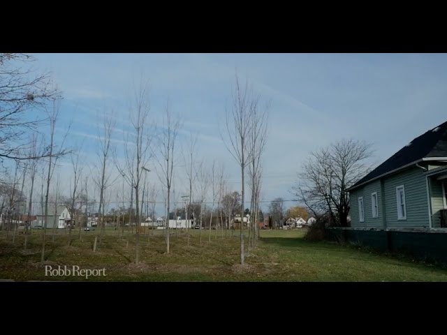 Forest Grows in City