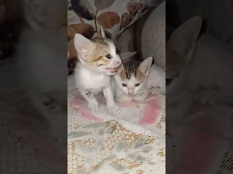 Cute Cat #shorts #youtubeshorts #viral #trending #trend