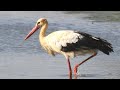 White Stork Visits London White Stork Project