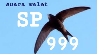 Download lagu SP 999 mp3 Download lagu SP 999 mp3