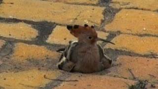 Hoopoe Bird