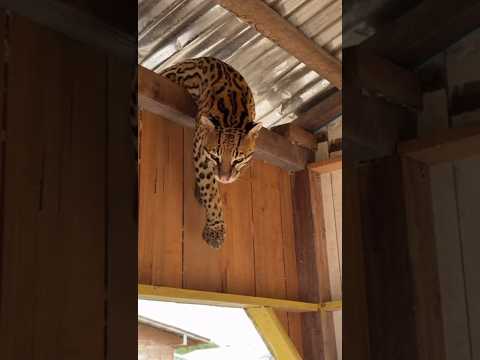 onça entra no flutuante em carauari