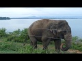 Jharkhand Puts Off Plan To Build Airport To Save Vital Elephant Corridor