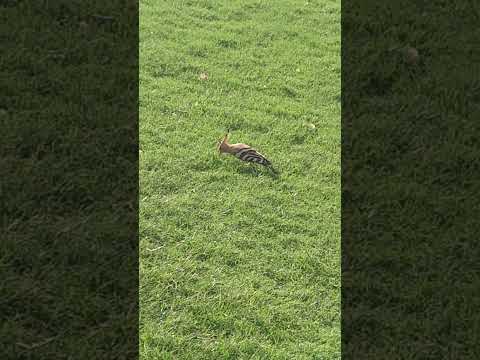 @AngryBirds @hungrybirds4803#top #birds #shortvideos #bangladesh  @iPerol @Tayyabnaseervlogs #foryou