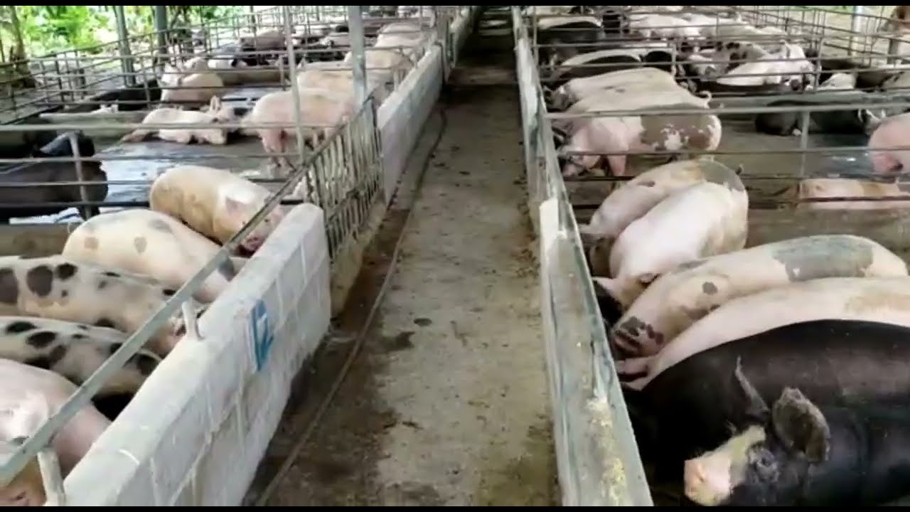 Cerdos de 220 libras de 21 semanas y lechones disponibles -El Salvador en el Campo