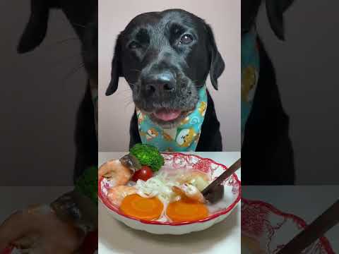 The Hidden DANGER in Cheap Dog Food You Need to Know