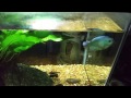 Dwarf Gouramis: A Few Thoughts On My experience With Them Dwarf Gouramis: A Few Thoughts On My experience With Them
