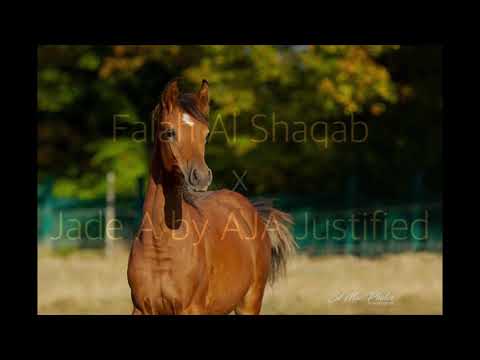 Joyah MA (Falah Al Shaqab x AJA Justified daughter)