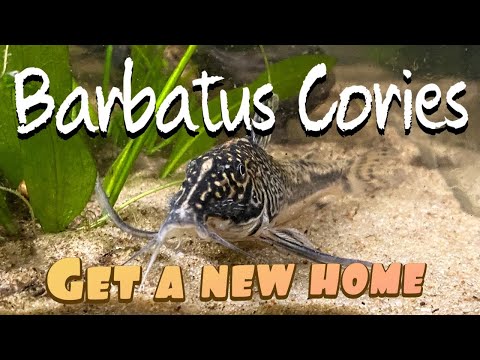 Barbatus cory breeding group gets a new home