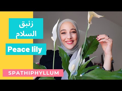 , title : '#زنبق_السلام ( سباثيفيلوم ) 🌸🌷| طريقة الرعاية و كيف أحافظ على ازهارها | م.عنود البركة'