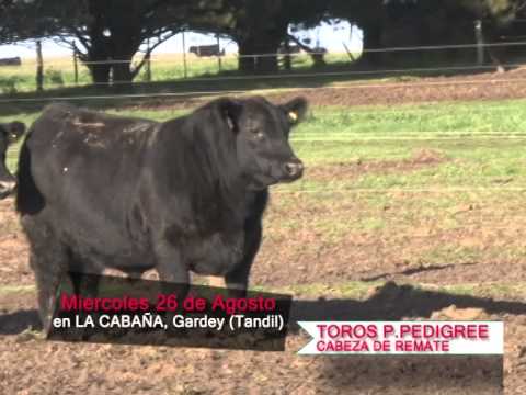 Toros P.P. Remate de Cabaña Los Ceibos - Miércoles 26 de Agosto de 2015.