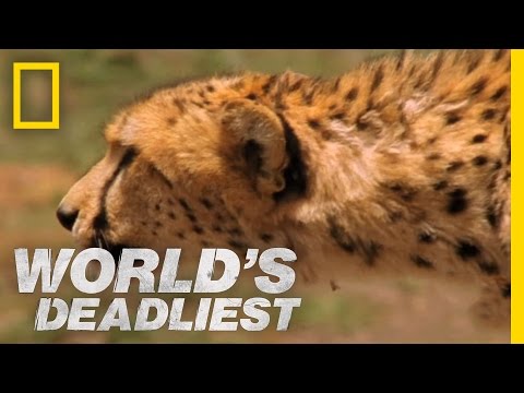 チーターがガゼルを狩る | チーター世界で最も致命的な