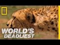 Cheetah Hunts Gazelle World S Deadliest