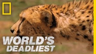 World's Deadliest - Cheetah Hunts Gazelle