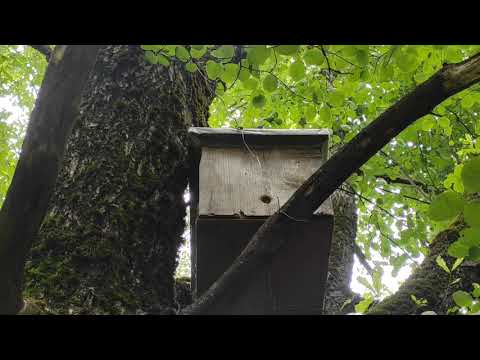 Роеловство.Пасека на халяву. Можно ли словить пчёл у линии ЛЭП?! Охота за дикими роями в лес. #пчелы