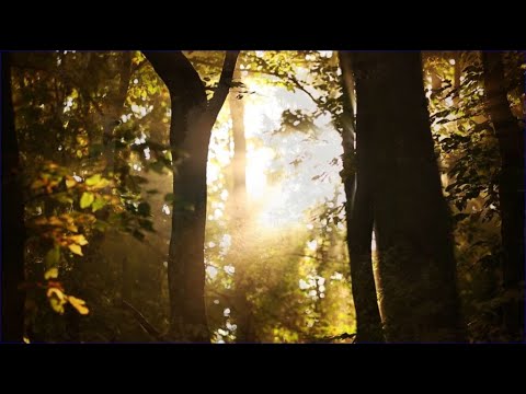 M5 csatorna - 1 perces kisfilm az Erdőről – 2020/8. adás – 2020.03.21.