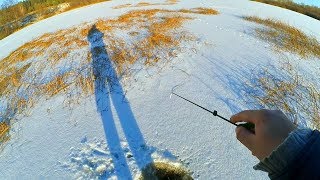 Как и чем ловить окуня в окнах травы