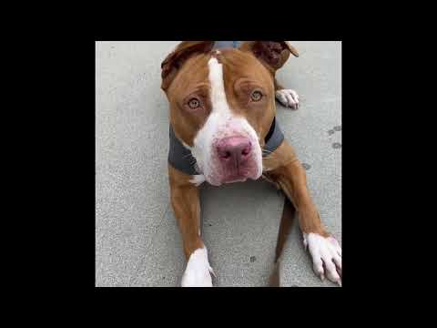 LALA, an adoptable Pit Bull Terrier & Bull Terrier Mix in Pasadena, CA_image-1