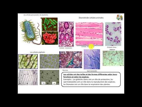 5ème Thème 2 Chapitre 1 I.La diversité des cellules