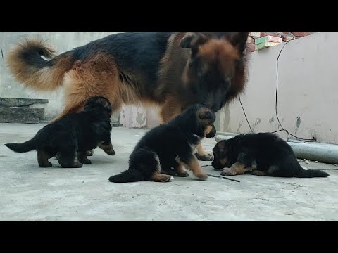 download lagu mp3 mp4 Coated German Shepherd Puppies, download lagu Coated German Shepherd Puppies gratis, unduh video klip Coated German Shepherd Puppies