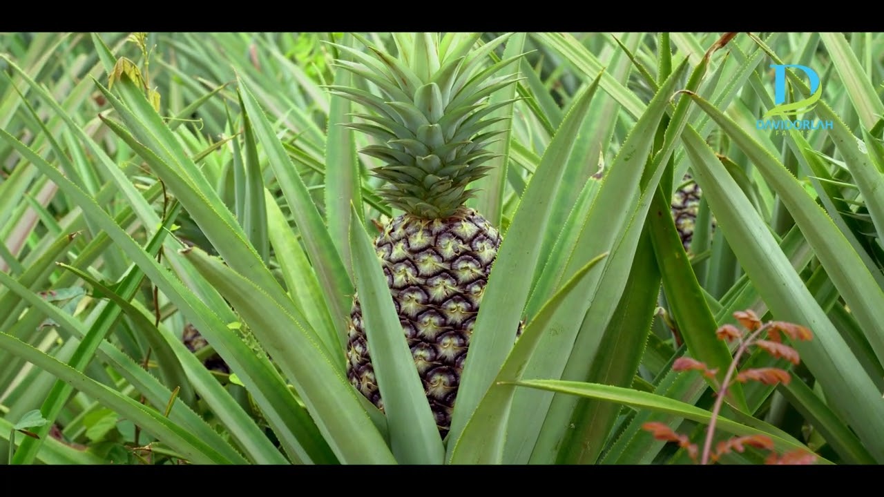 Wealth discovery in pineapple farming