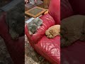 David Friesen | Guide for dogs