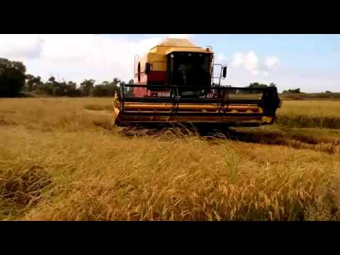 Newholland Laverda L627 Rice Harvest  (Çeltik Hasadı)