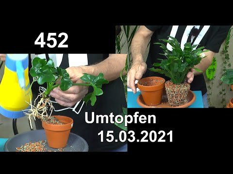 Zimmerpflanzen Praxis mit Grünpflanzen. Umtopfen in mineralisches Substrat. Düngen und mehr erleben