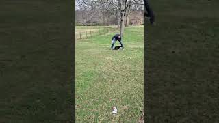 Video preview image #1 Mutt Puppy For Sale in MECHANICSBURG, PA, USA