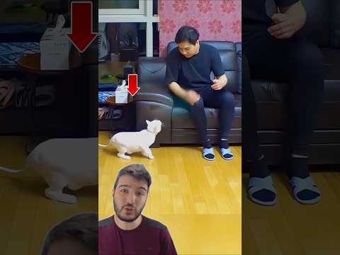 Essa Gata Passou A ODIAR O Próprio Dono! 😱