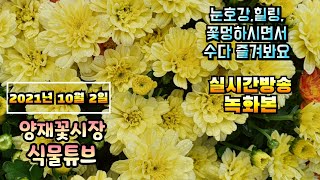 2021년 10월 2일 토요일  예쁜식물 보면서  수다떨어봐요 #양재꽃시장 #식물튜브