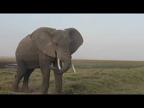 Amboseli magic moments