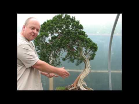 Bonsai Trees - Restoring an Old Master (Re-edit)