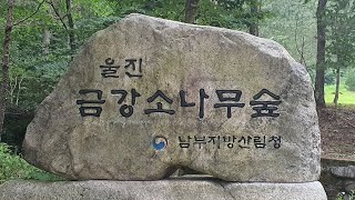 [단체교육] 울진 에코리움 긍강송 치유센터 / 울진 금강소나무숲길