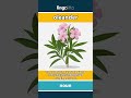 oleander - a tall, evergreen bush or... video thumbnail