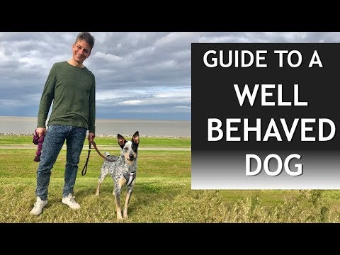 Your Guide to a Well Behaved Dog