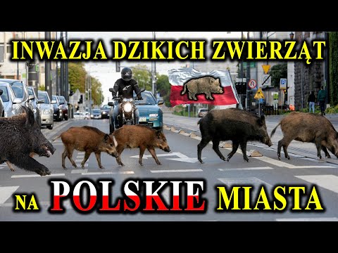 Dzikie Zwierzęta Wchodzą do Polskich Miast - Z Czego to Wynika?